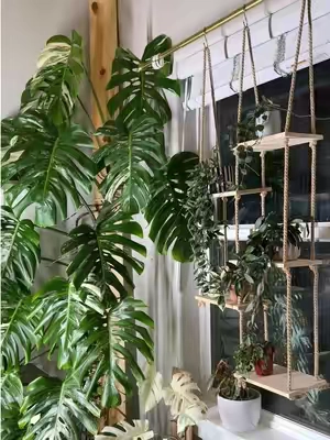 Well my Hoyas are going to be extra happy now 😍💚🪴 #plantparent #houseplants #plantcare #planthacks #plantmom 