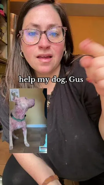 this is so hard for me to share but the difference that @Dog is Human has made for Gus needs to be shared.  #dogishuman #dogmomsoftiktok #mansbestfriend🐶 #tiktokshopholidayhaul 