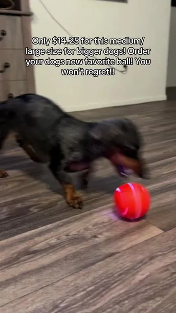 #fyp #foryoupage #dachshund #dog #tiktokshop 