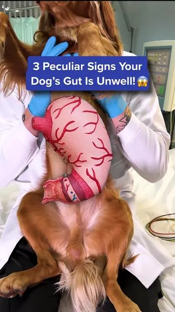 Most dog parents completely miss these signs 😢