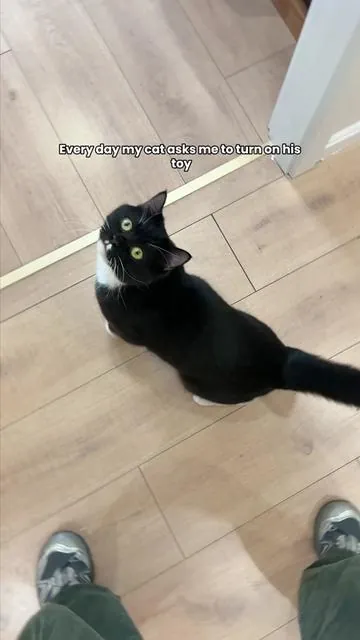 Designed to get cats moving, even in small spaces.#catpick  #cattoy    #pettoys    #toysforcats    #catsofttiktok  