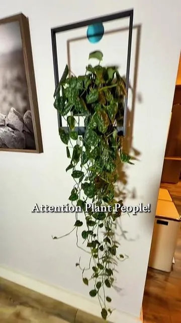 There are less than 100 left. I love these metal Wall Hanging a plant Stand Frames. I have them in almost every room of my house. Great quality and great company.  #PlantDecor #PlantStand #TikTokShopCreatorPicks #CreatorIcons #PlantDecor 
