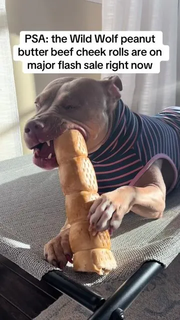 just listen to the pure joy in that chewing… your dog deserves their own @Wild Wolf Bully Sticks goodies too!! 👀  #wildwolfbullysticks #beefcheekrolls #dogtreats #dogsoftiktok 