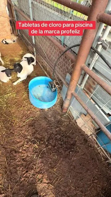 #tabletas de cloro para piscina de la marca profeliz#elias1989 #animales #rancho #videosviralestiktok 