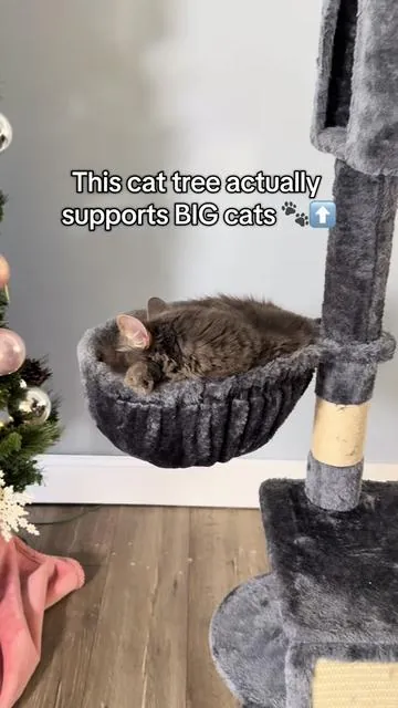 If you have big cats, this matters. Qwan (15 lbs) and River (14 lbs) are both comfortably lounging in the baskets — no sagging, no squeezing, no awkward balancing. This cat tree has large cubbies, oversized baskets, and a wide top perch that actually support heavier kitties. Not all cat trees are built the same — especially for bigger cats. 👉 Tap the  cart if your chunky or solid-built kitty needs real support.  #CatTree #CatFurniture  #PetEssentials #tiktokshopholidayhaul 