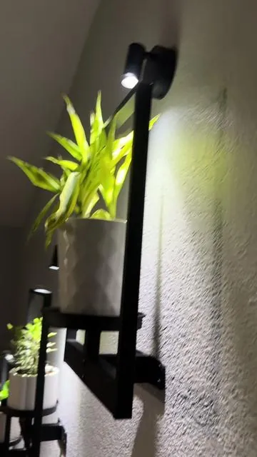 1000/10 lucen muy bonitas! #indoorplants #plantframewall #marcoparaplantas #plantasdeinterior #homedecor 