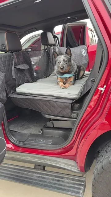 Every good boy needs a travel bed