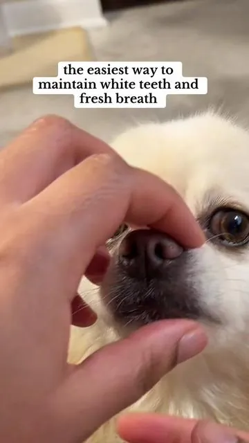 Lexi had the pearly whites because mama puts peanut butter flavored kelp dental powder on her food everyday 😁 #tiktokshopholidayhaul #tiktokshopjumpstartsale 