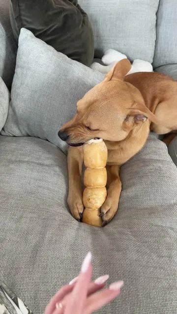 #dogchews #dogsoftiktok #dogmoms #tiktokshopcreatorpicks 