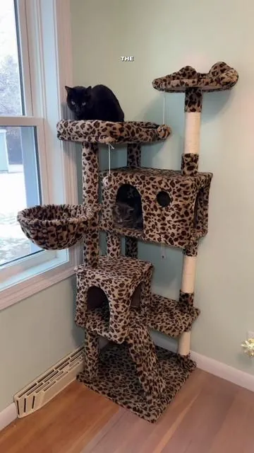 My cats love this cat tree! @HOOMIC #cattree #cattower #cutecat #kitty #kittycat 