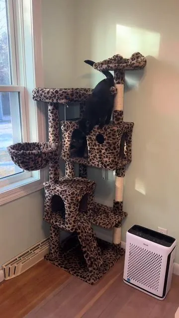 This cat tree has plenty of room for plenty of cats! It’s 64 inches tall, comes in several different colors and is very sturdy! My cats love this cat tree! Check it out! @HOOMIC 