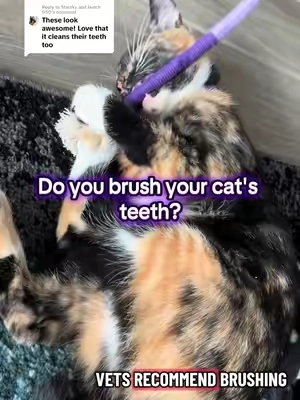 Replying to @Starsky and Hutch GSD are you brushing your cat's teeth regularly? Cats love these chew ropes and they are great for dental health too. #tiktokshopholidayhaul #cattoys #chewtoy #chewrope #catsoftiktok 