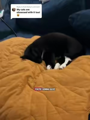 Replying to @Kiah Bailey his dream come true 🐈‍⬛#catsoftiktok #catmomlife #cattok #catlover #cats 