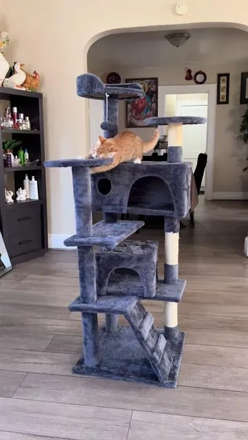#casaparagatos #torredegatos #casa #gatos #tiktokshopcreatorpicks 
