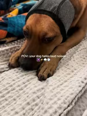 #dogearcover #dogearmuffs #earmuffs #doganxiety #dogtok 