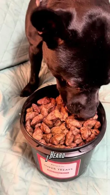 Turbo heard the @King Lou bucket and CLOCKED IN immediately 😂🐾 King Lou Whole Chicken Hearts are single-ingredient, freeze-dried, soft & chewy treats made from free-range chicken hearts. Dogs and cats go wild for these! Available now in our TikTok Shop showcase 🛒❤️#TikTokShopHolidayHaul #KingLou #HealthyDogTreats #DogTreats #HealthyDogSnacks 