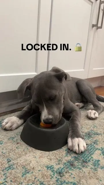 a licking enrichment toy that supports calm behavior and mental stimulation. licking helps dogs self-soothe, reduce stress, and stay engaged while providing a productive outlet for natural behaviors. #dogenrichment #mentalstimulation #caninewellness #puppycare #dogbehavior