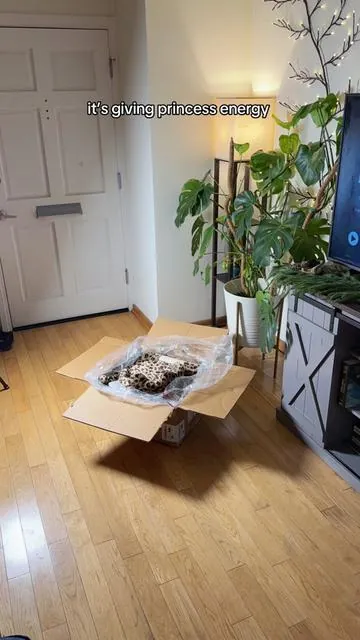 Replying to @selfcareshero super easy to assemble this cheetah cat tree, I did it in around 30mins while watching tv 😊super soft and the lounge bed fits her way better than her last one! Great find 🥰 #cattree #catthings #catlife #catmom #mainecoon 