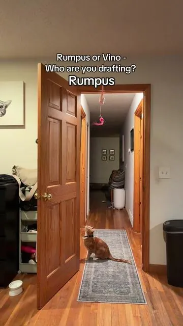 More playtime with your favorite acrobat cats #orangecat #tuxedocat #cattok #cattoy 