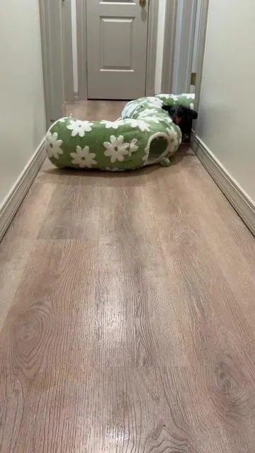 Sausage wash day = dog zoomies 🏎️ #dachshund #dog #zoomies #minidachshund #dog 