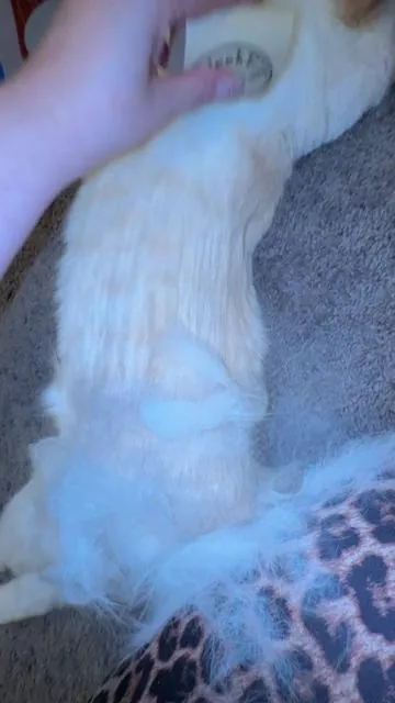 This thing is MAGIC!!  #spotlightfinds #tiktokshopjumpstartsale #tiktokshopcreatorpicks #catmom 