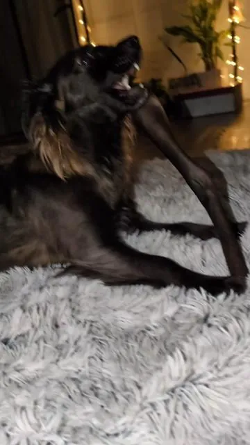 @Wild Wolf Bully Sticks you've done it again 🤤 Quality ✅ Quantity ✅ Price Point ✅ Customer Service ✅ Ease of Ordering ✅ Prompt Delivery ✅ Dog Pack - if you have not checked out Wild Wolf and all of their amazing products yet, you MUST!  LITTLE DOG OWNERS - DO NOT BE SCARED TO TREAT YOUR PUP'S WILD, NATURAL SIDE! Even our littlest babes have BIG instincts and BIG appetites! Help foster their natural curiosity and need for hunting with all natural, human grade chews and bully sticks. BENEFITS -  🐾 dental hygiene and tartar control 🐾 natural proteins, fats and oils for healthy digestion, skin and coats 🐾 natural, instinctual way to burn energy - sometimes a chew session can burn as much as, or more energy than a walk!  🐾 long-lasting, durable chew not full of rawhide or plastics  🐾 one really happy pup!!  Click the orange link and try yours today!! 🙌🏼🤤💙🐾ad #fyp    #play  #supportsmallbusiness   #nutrition  healthy#dog 