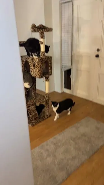 #cattree #catsoftiktok #kitty 