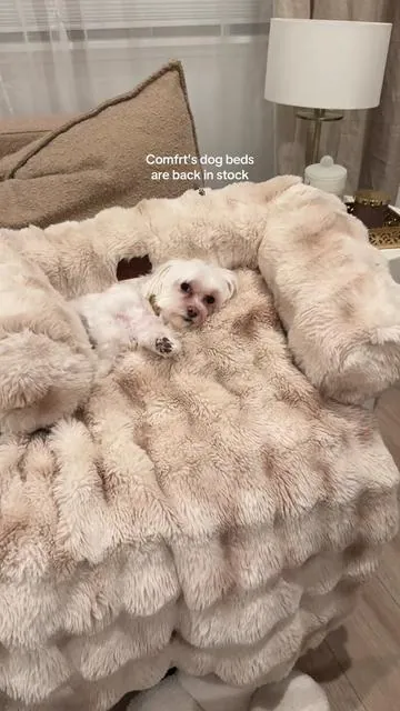 She lives her pet bed #petbed #dogbed #dogtok 