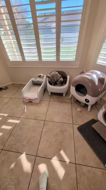 So Many Choices - WarCatPro XL Automatic Litterbox is the 90L bin and we love it for our Large Cats and it handles Multiple Cats well!  #automaticlitterbox  #catsoftiktok #cat  #TikTokShopJumpstartSale #tiktokshopcreatorpicks 