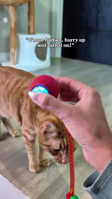 I dunno why I waited so long to get this. He's obsessed.  #interactivecattoy #viralcattoy #tiktokshopcreatorpicks #tiktokshopjumpstartsale #balltoy 