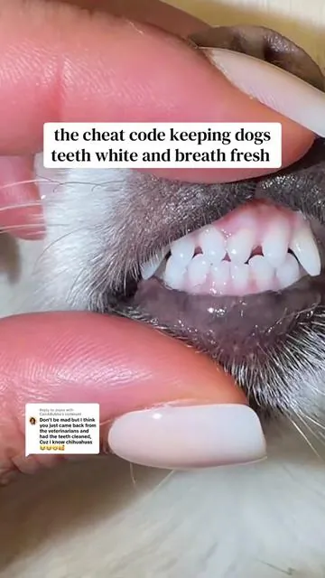 Replying to @Joyce with Cain&Bubba we understand the dental cleaning allegations but I promise she’s never had one yet 😭  #tiktokshopjumpstartsale #tiktokshopcreatorpicks 