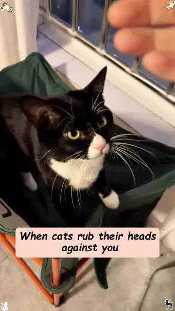 Support your cat’s disgestive health with effective hairballs relief products — Cat Grass Treats.#catsoftiktok #cattiktok #cathealth #pet #cat #cattreats #catlover #justtry