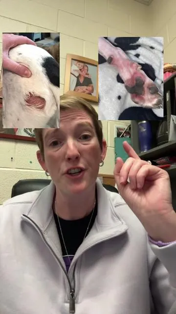 Hot spots?  Itchy feet?  Dog itch formula 