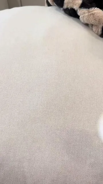These sleep earbuds are a game changer 😴✨ They block out noise with ANC, feel super comfortable (even for side sleepers), and the sleep sounds are so calming. If snoring, pets, or outside noise keep you up at night—these actually help. Plus they track your sleep and the battery lasts all night! #soundcorea30 #anc #sleepearbuds #sleepsounds #sleepbuds  
