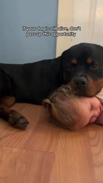 We don’t deserve dogs 🥺😭#dogsotiktok #dogmom #doglovers #seniordog #seniordogsoftiktok 