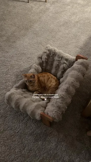 Watching him lay on his couch while I lay on mine 🥹 #amazonfinds #cat 