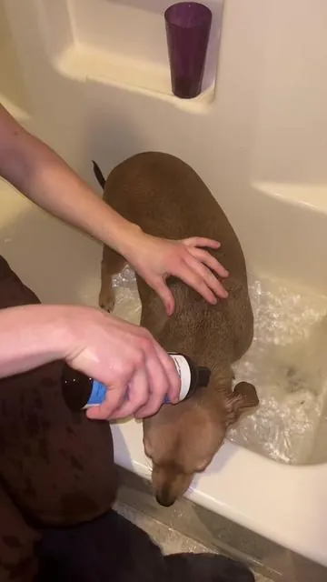 From itchy to glossy! #PetHonesty #ChlorhexidineShampoo #DogSkinRelief #ItchyDogSolutions #PetAllergyCare