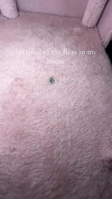 I swear these fleas came out of nowhere but they cannot stay. This Bug MD flea killer does not play. The fleas are no longer safe. #fleas #fleakiller #pets #dog #cat 