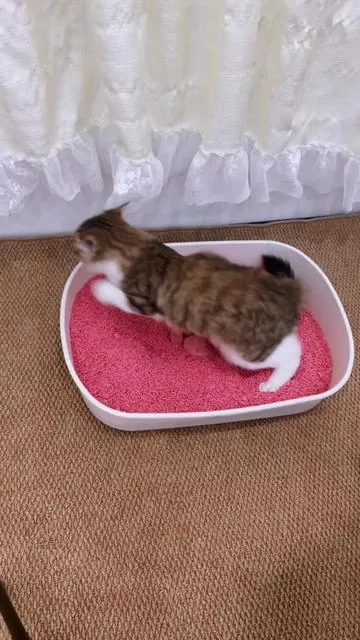 No scoop, no mess! ECORUI sleek litter box fits all homes, cat-approved. #ECORUI #AutomaticLitterBox #NoScoopLife #CatParentWin