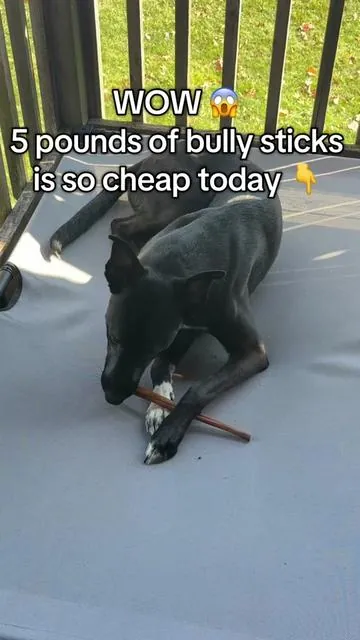 @Wild Wolf Bully Sticks 