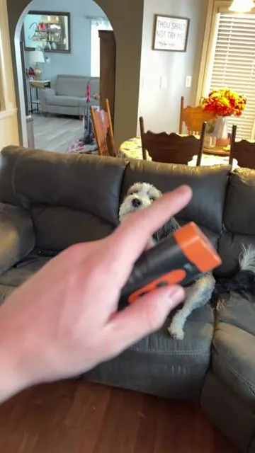 #dogtraining #dog #pets #dogbarking #TikTokShopCreatorPicks 