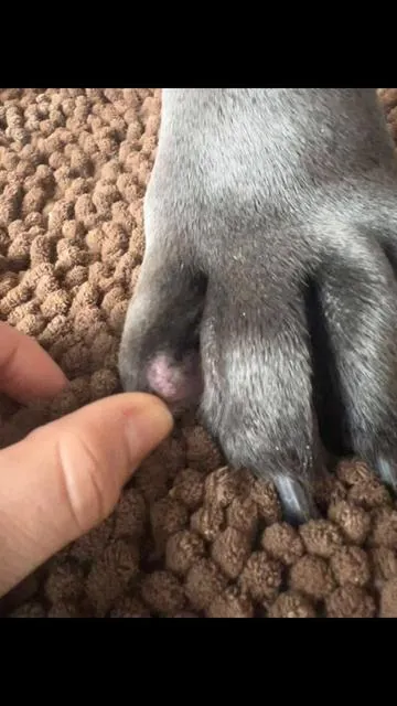 We are on day 5- please let me know if u have any questions I could help answer. This is a trial video not a full review.  Subscribe and Save with Dog is Human and get 20% OFF your first month @Dog is Human #canecorso #canecorsoforlife #bigdogs #dogallergysupport #allergies 