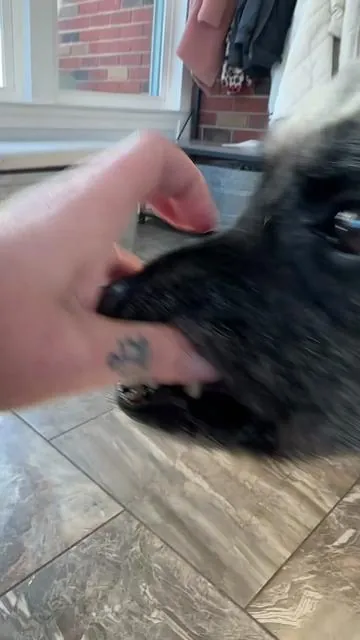You might be able to smell his breath through the phone 😂 #dogdental #doghelp #dogtips #dogsoftiktok 