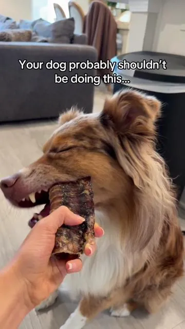 So glad to have found a safe and yummy chew for my dogs to have! They love them #beeftrachea #dogchews #dogchewtoys #puppychewing 