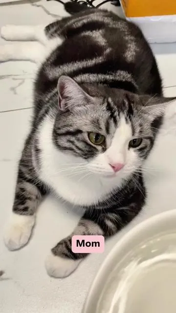 #puppy #cat #catsoftiktok #pet #kittens 