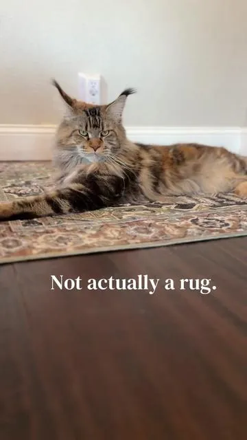 Replying to @Jeanne Anne  They are seriously the BEST litter mats! All cat moms are raving about them! #LitterBoxMat #LitterTracking #CatSupplies #CatHome #TikTokShopCreatorPicks