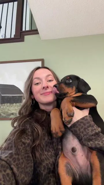 We are so excited for Zeus and his new family @harpermurray ❤️❤️🫶🫶 Thank you @Wild Wolf Bully Sticks for the puppy packs!! #europeandoberman #dogsoftiktok #akcregistered #europeandobermanpuppy #foryoupage 