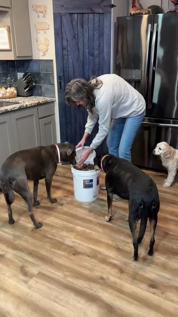 The dogs are obsessed with these beef trachea dog treats. 5 lb will last us a long time too! #dogtreats #beeftrachea #bulkdogtreats #dogchewtoy #dogowner 