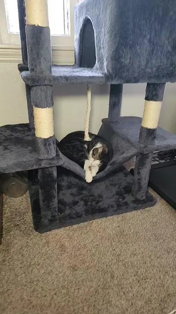 ‼️under $55 free shipping‼️#cattree #cattower #cat #catsoftiktok #catfun 