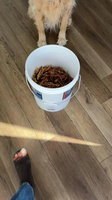 I can’t believe you can get high quality chicken feet in bulk like this!! #naturaldogtreats #dogchews #dogparents #dogdentalhygiene #tiktokshopcreatorpicks 